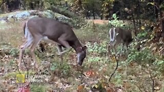 Pair of deer scavenge while the scavenging's good