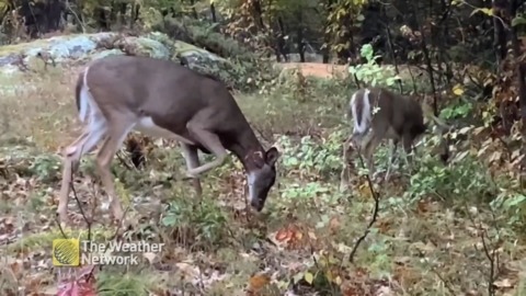 Pair of deer scavenge while the scavenging's good