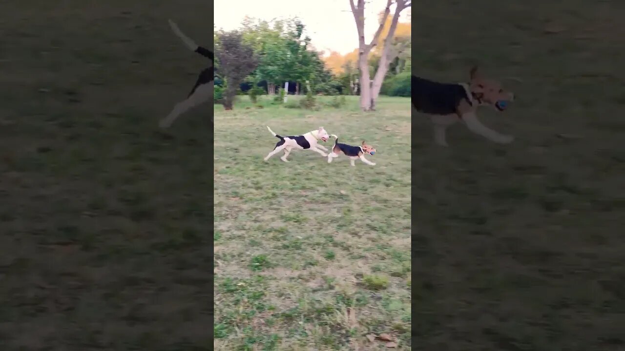 Social #shortvideo #amstaff #amstafflove #amstaffworld