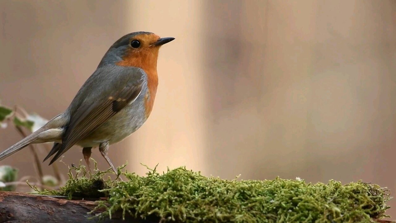 Robin Bird in the Forest