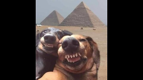 Animal Funnies! I'll bet you smile at these :)