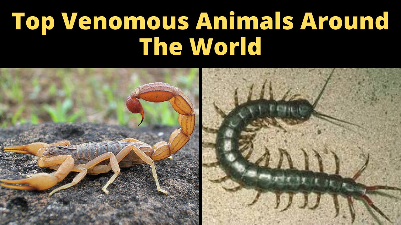 Top Venomous Animals Around The World | Venomous Animals Of The Ocean