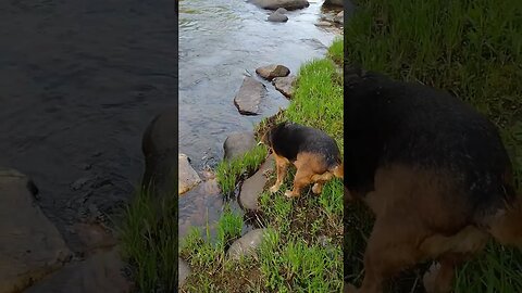 So Many Smells... ❤️