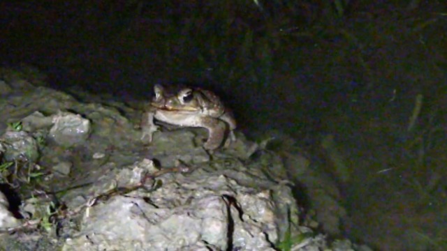 Mating Rituals of Frogs