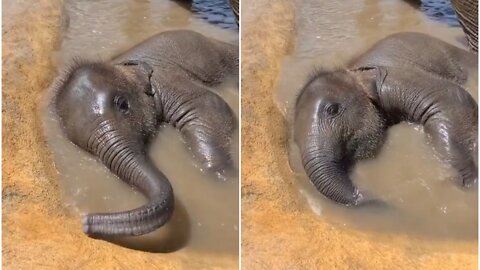 Please everybody look at this adorable baby elephant enjoying his pool time 🐘