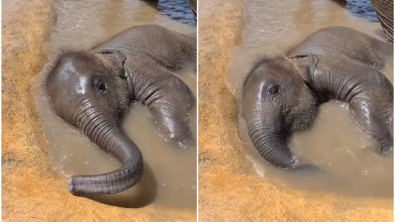 Please everybody look at this adorable baby elephant enjoying his pool time 🐘