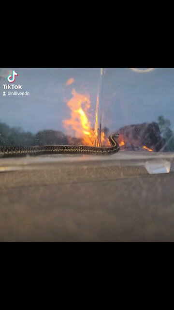 Fire and snakes. #SmallTownLife