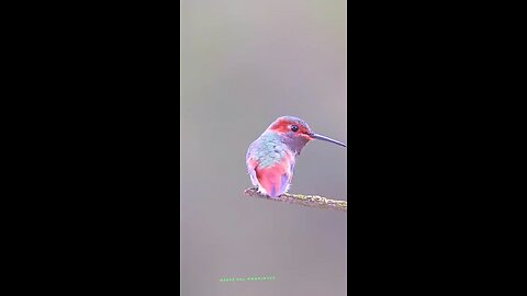 beautiful bird in sky