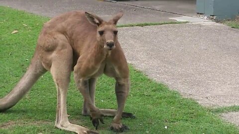 Fit Friendly Kangaroo