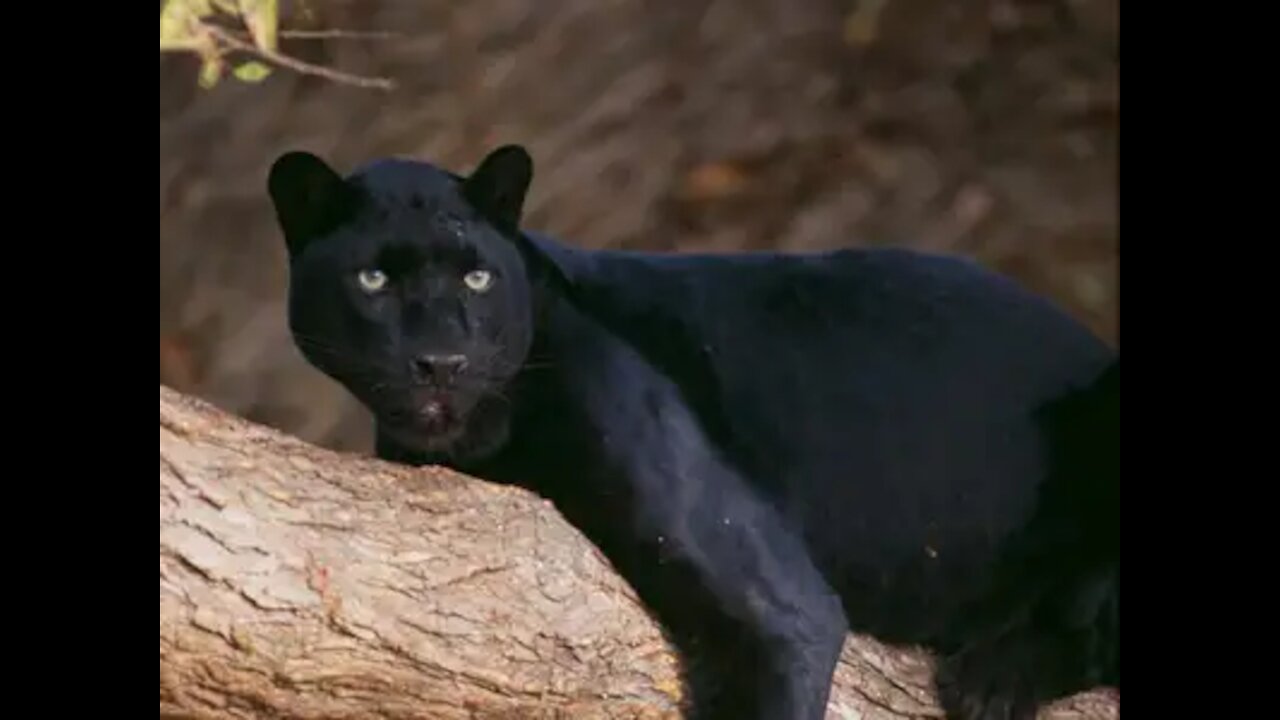 13 Facts about Black Panthers