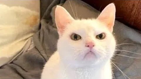 7Best Funny Animal Videos 2023 - Funniest Cats And Dogs Video - Part - 41