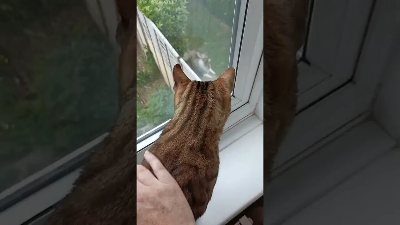 Bengal cat growls at dog #bengalcat #bengalcatgrowl #catgrowl