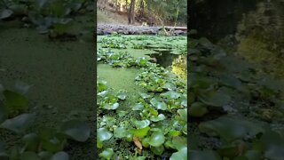 Beautiful natural koi pond #shorts