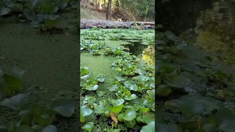 Beautiful natural koi pond #shorts