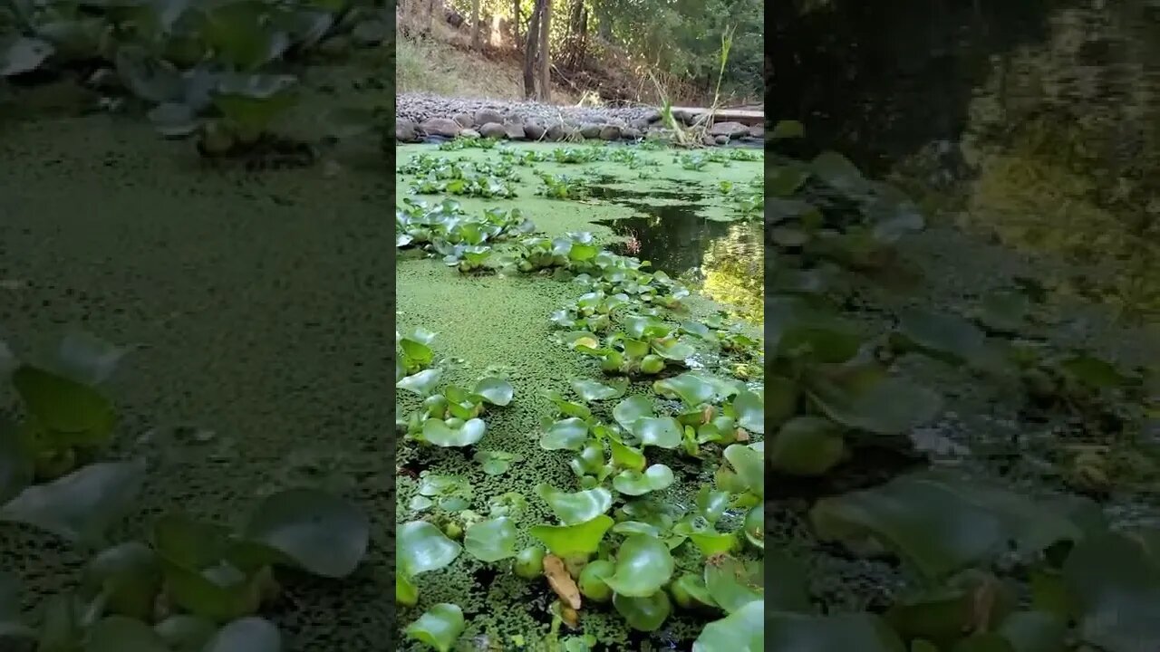 Beautiful natural koi pond #shorts