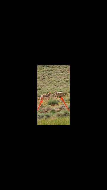 Hunting Coyotes #shorts #dogs #animals #hunter #060