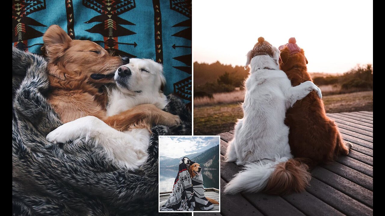 Golden Retriever falling in love