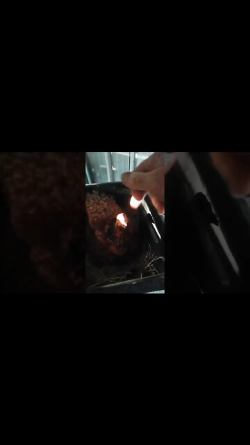 Good morning Chook chook nothing to say just a peck on the finger