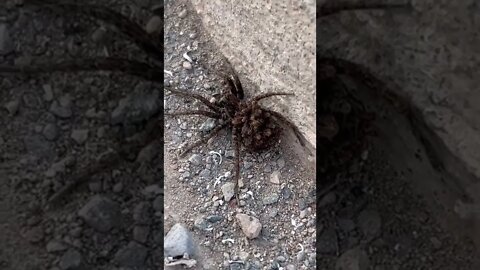 Huge Spider Carrying Babies