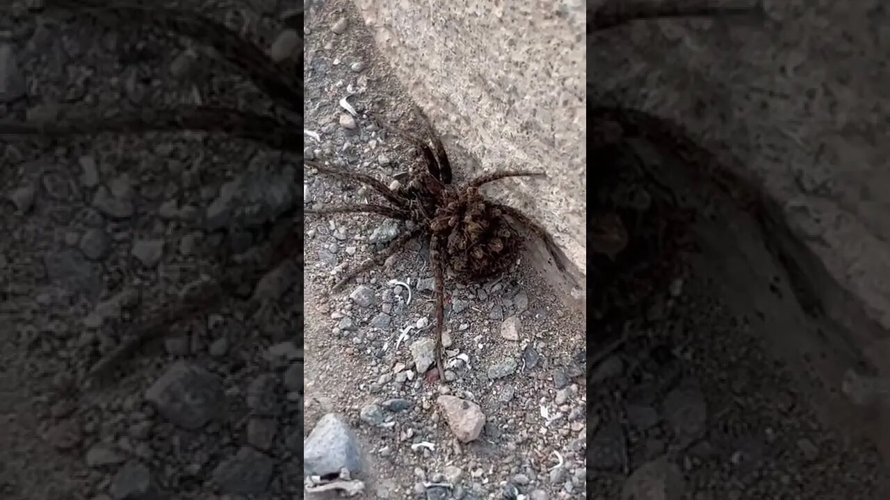 Huge Spider Carrying Babies
