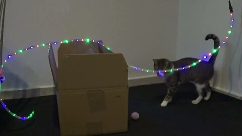 Funny Cat Loves Jumping over a Cable