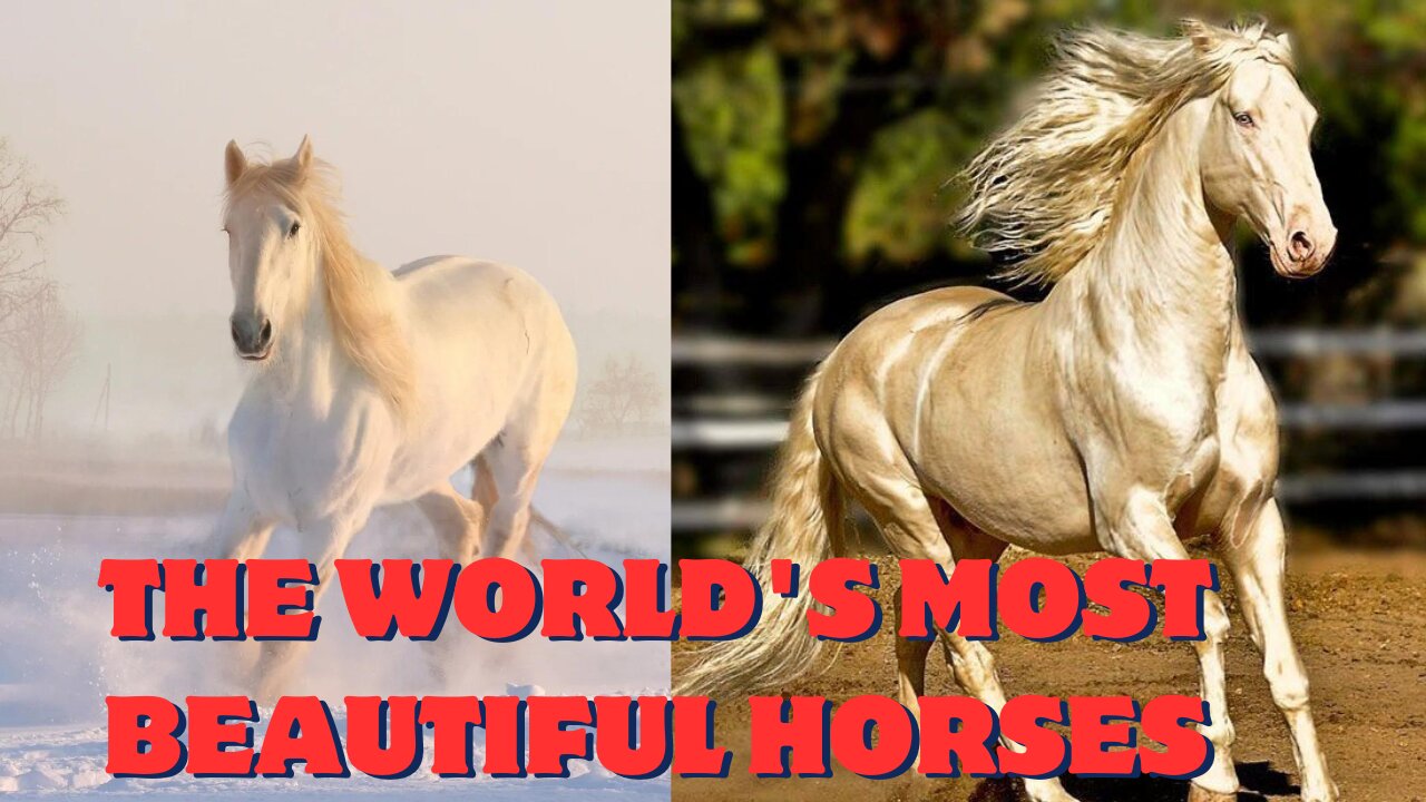 The World's Most Beautiful Horses