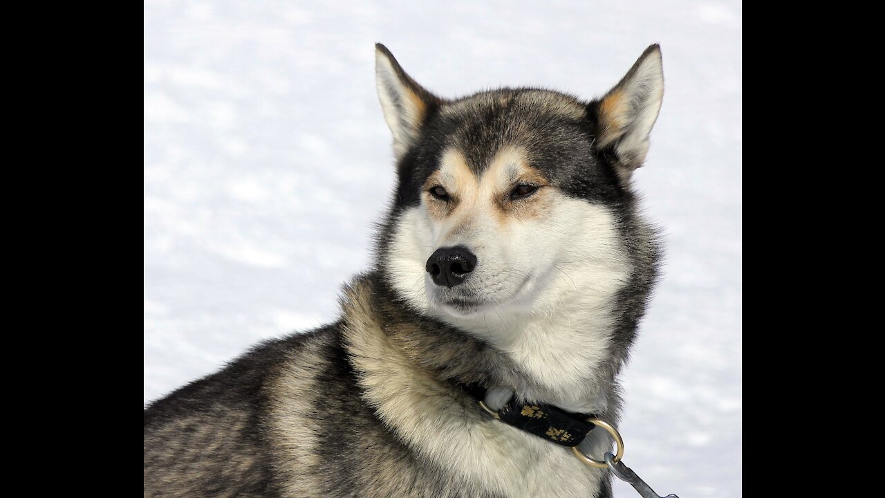 GONE WRONG:Loose Dog Approaches MALE Siberian Husky Enjoying His Beach Run!