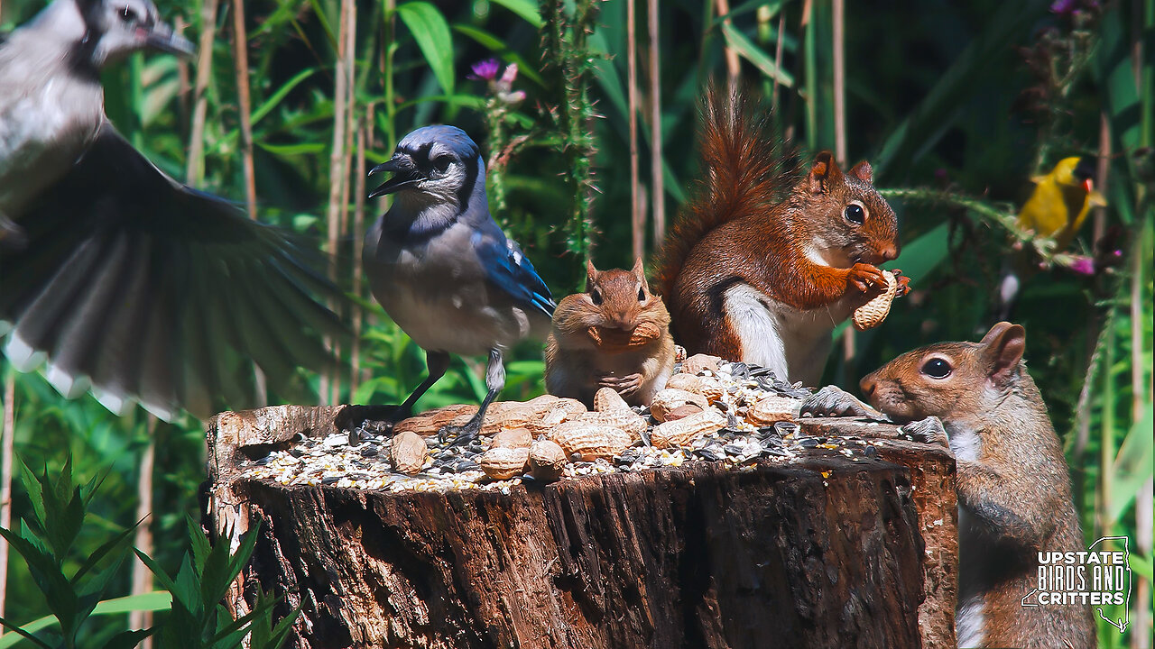 Cat TV 🐱 Dog TV 🐶 Upstate Birds And Critters: Ep 322— 071824