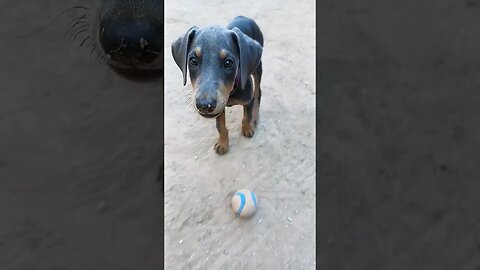 ❤️🐕 Teaching My #dobermanpuppy How To Play Fetch. #dobermanlove #dobermantraining #dobermanpinscher