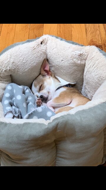 Sammy is a thief - he must be a Democrat!