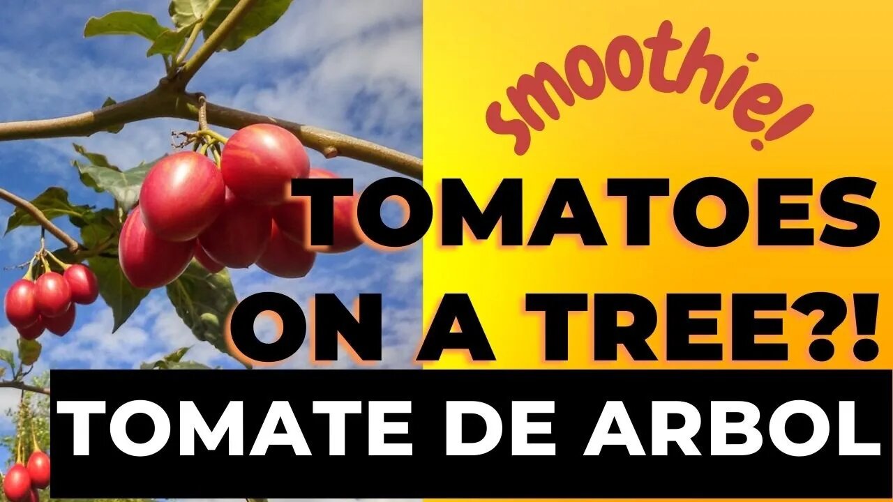 Can You Grow Tomatoes On A Tree?