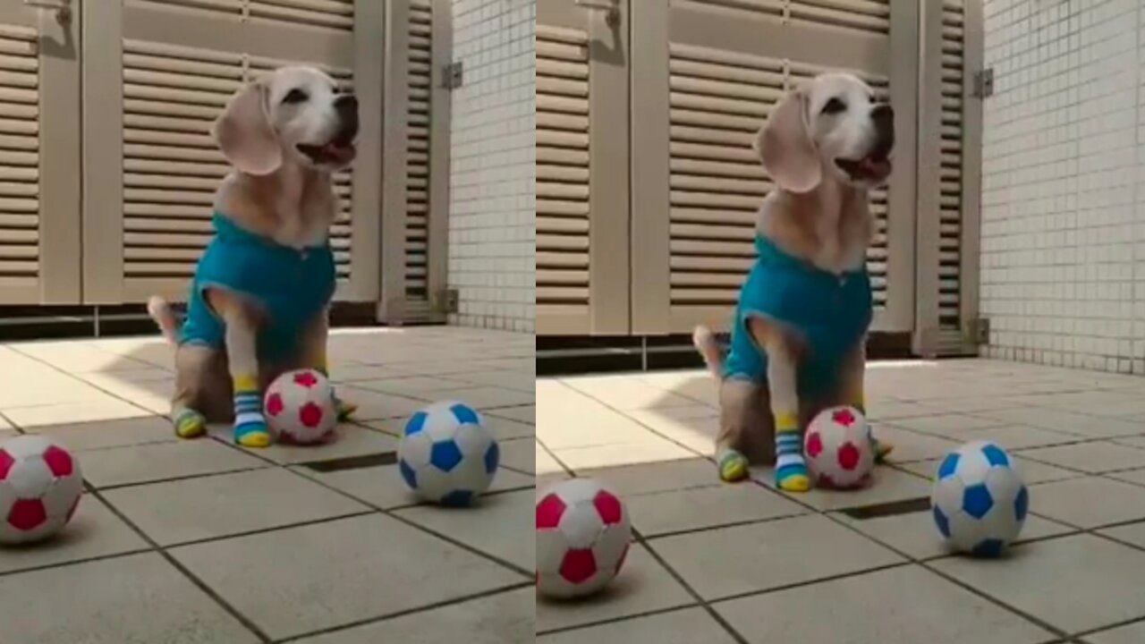 Dog training how to catch a football