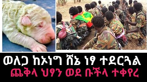 ግዮንዜና|ወለጋ ከኦነግ ሸኔ ነፃ ተደርጎልጭ| ጨቅላ ህጻን ወደ ውሻ ቡችሎች ተቀይሯል| ቡራዩ ወጣቶች በኦሮሚያ ልዩ ሀይል ፖሊስ እየታሰሩ ነው