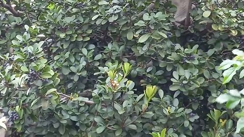 How To Do. Reducing Monkey Raids. Largest Conservation Area On Earth.