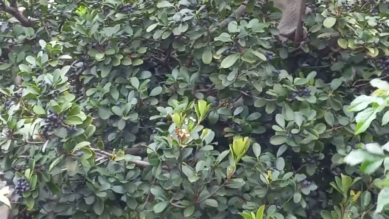 How To Do. Reducing Monkey Raids. Largest Conservation Area On Earth.