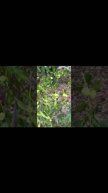 Tiny Plot, Huge Harvest: Mastering Food Forest Gardening for an Endless Fruit and Veggie Bounty