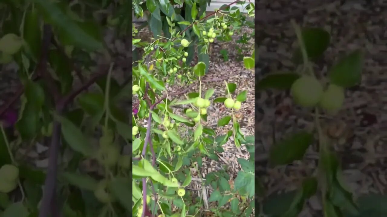 Tiny Plot, Huge Harvest: Mastering Food Forest Gardening for an Endless Fruit and Veggie Bounty