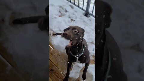 Winter Fun With Liberty And Snowballs!