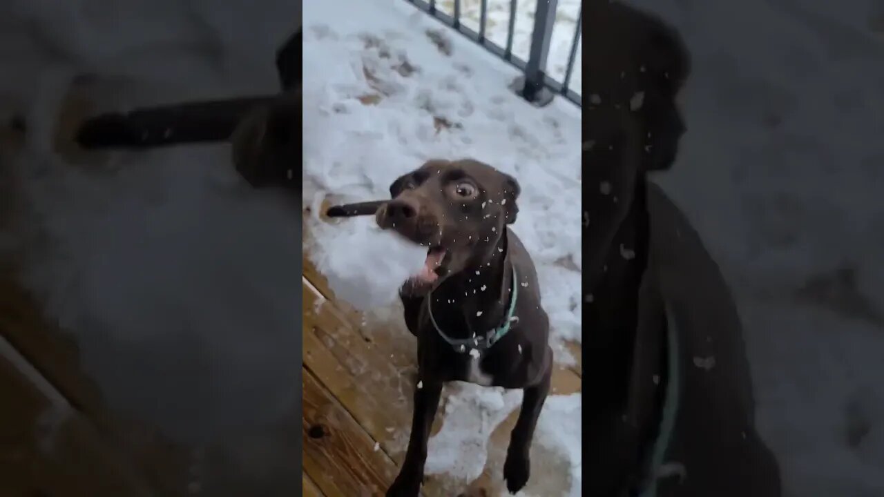 Winter Fun With Liberty And Snowballs!