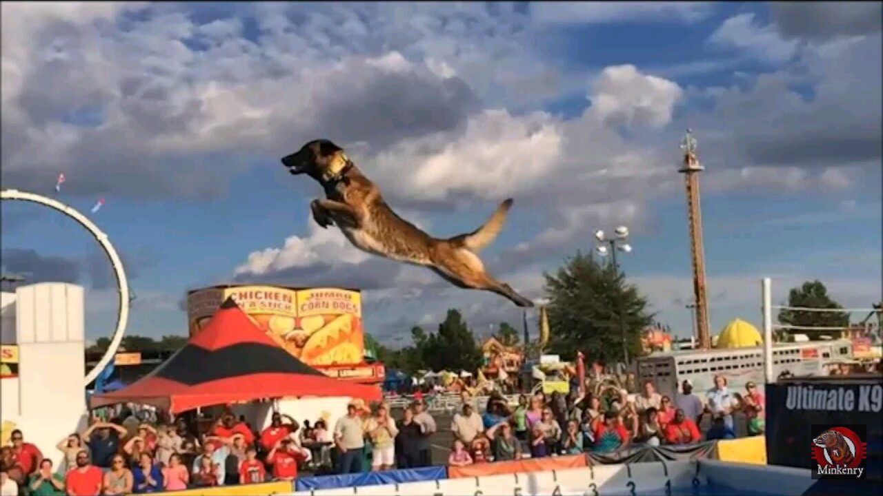 Dogs That Fly - Malinois & Alsatian Dogs Show Their Jumping Agility