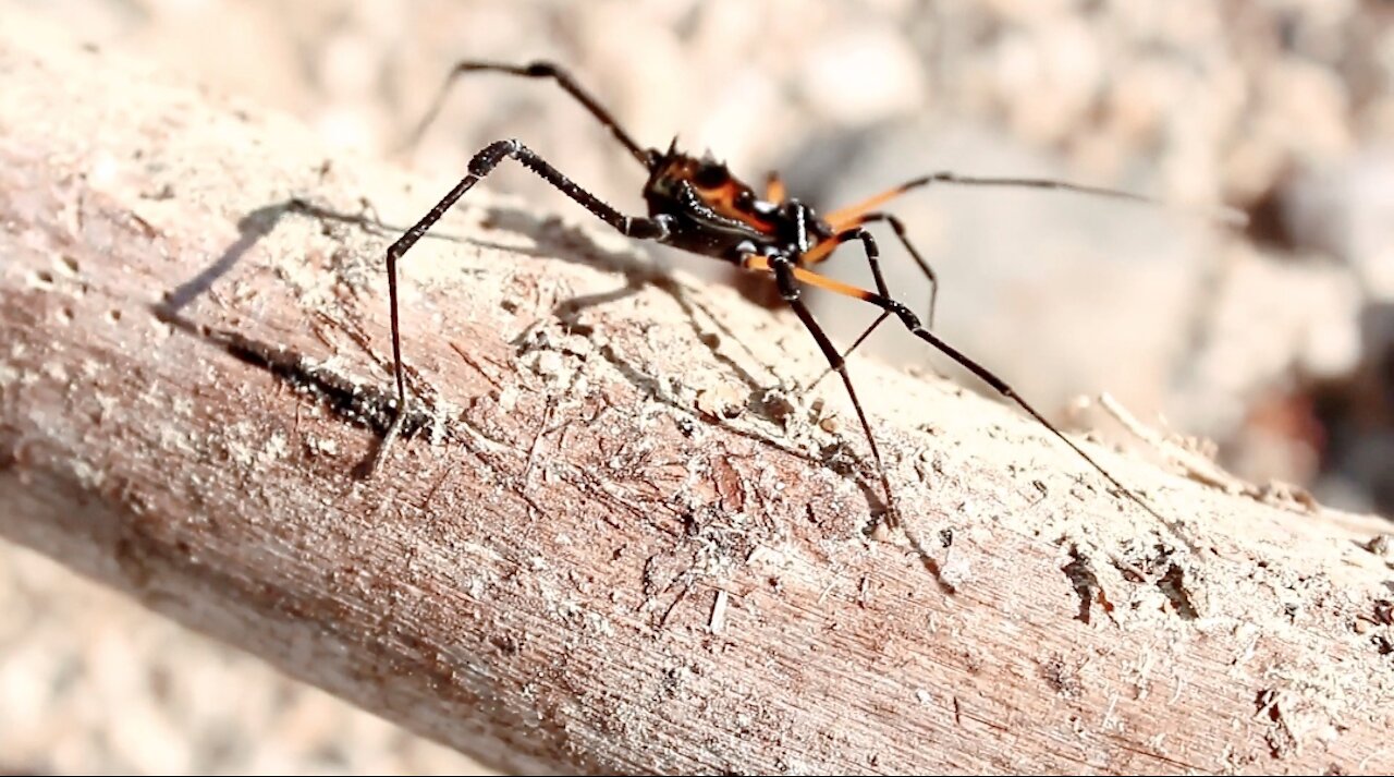 Spider walking on tree