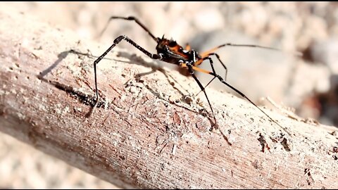 Spider walking on tree