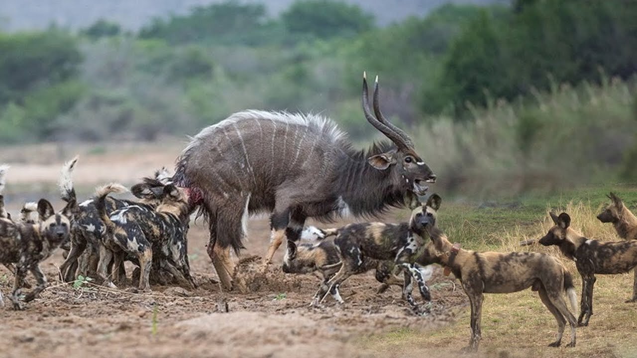 Helpless Kudu Surrounded by Wild dogs ''OH MY GOD''