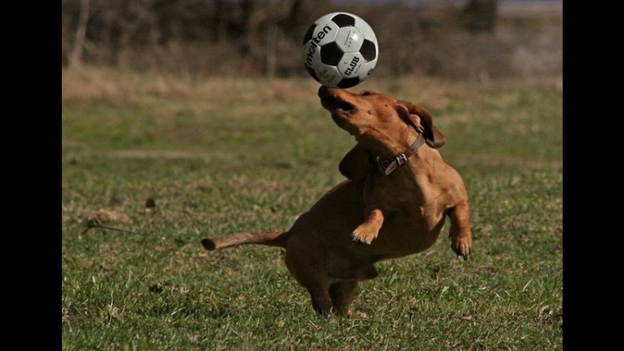 Canine interruption: How a dog brought a football match to a halt