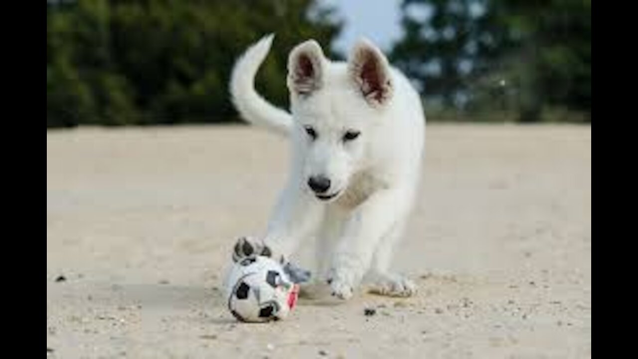 dog the football player 💯