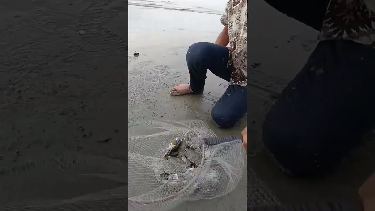Berburu kepiting laut #traditionalfisherman #fishing #fish #fishingnets