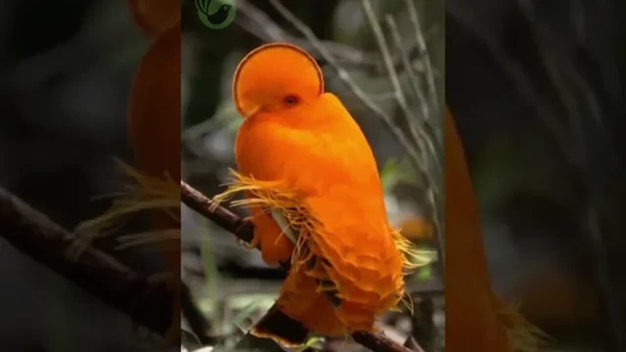 Vídeo Curto do Galo da Serra - Rupicola rupicola