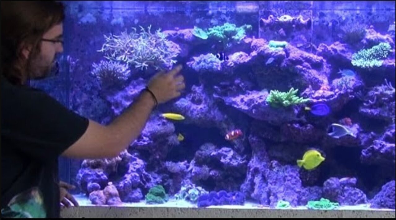 Blue Seas Aquariums 265 Gallon Reef Show Tank Update