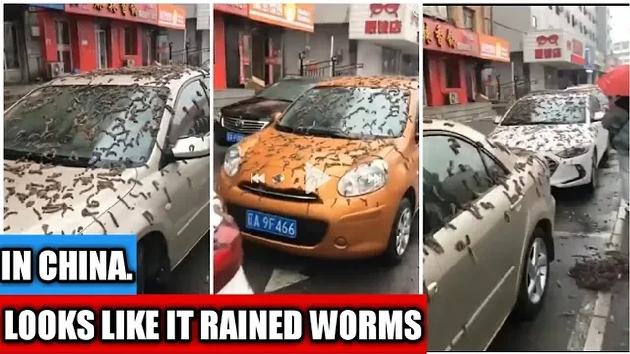 Looks like it rained WORMS in China