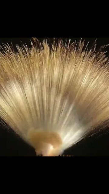 Fireworks 💥😱 #america #rumblereels #trending #trend #viral # fireworks #Shorts